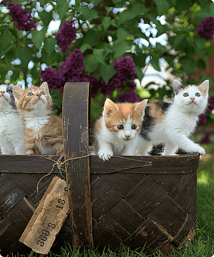 Kedi - KEOPS Pet Kuaför